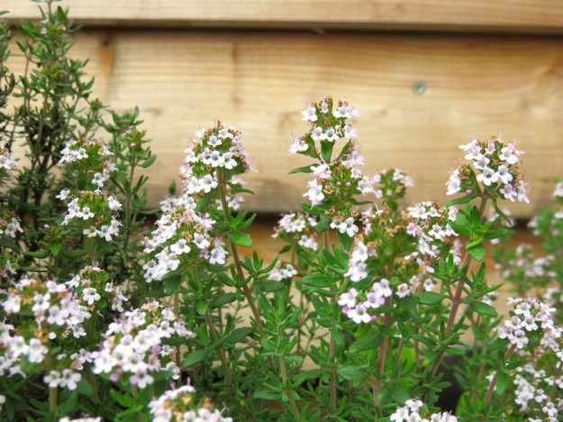 Thymian in Blüte