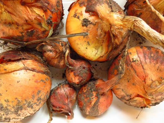 Zwiebeln und runde Schalotten, die wie Zwiebeln aussehen