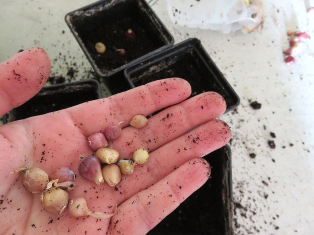 knoblauch-brutzwiebeln