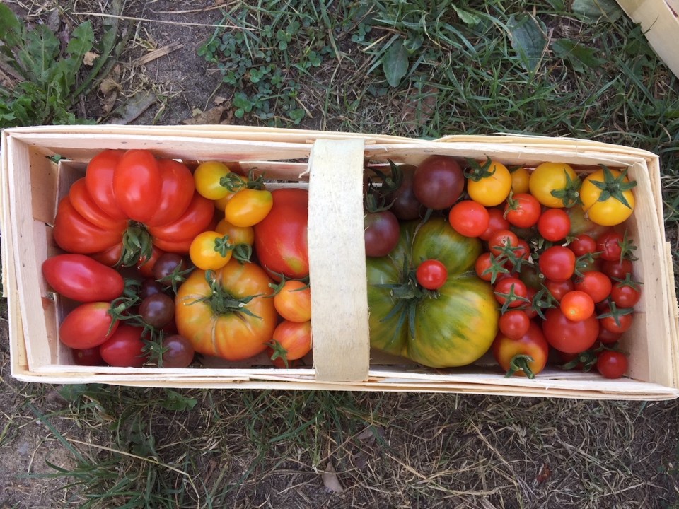 Tomatenvielfalt als Verkaufseinheit