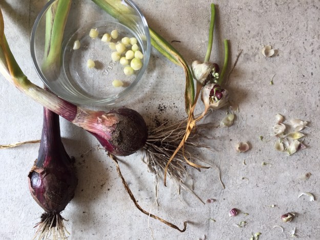 'Tropea tonda rossa'