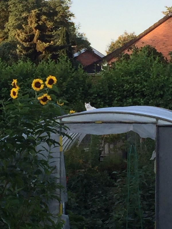 Katze auf dem heißen Folientunnel