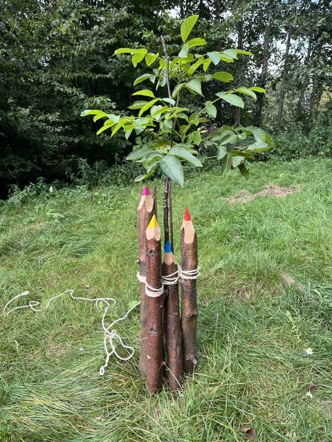 Ein kleiner Baum, der aus einem Bündel von Baumstämmen wächst, die an der Spitze wie Buntstifte in verschiedenen Farben bemalt sind.