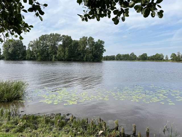 Ein ruhiger See mit Schilf und Seerosen, umgeben von Bäumen unter einem blauen Himmel.